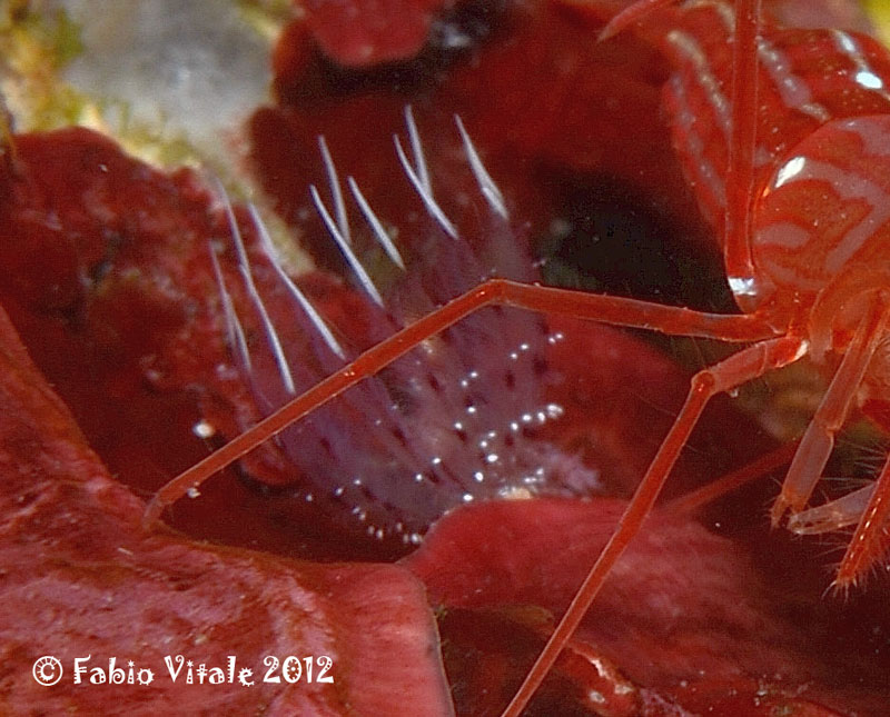 Sabella sp
